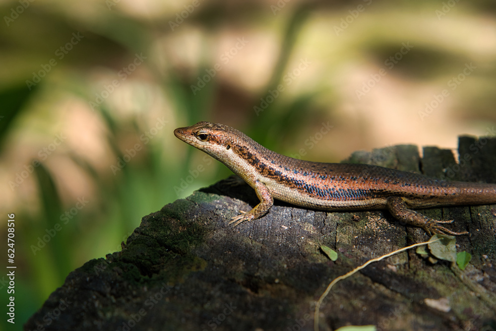Seychelles skink gecko on tree trunk on the forest, Mahe Seychelles. Seychelles skink gecko on tree trunk on the forest, Mahe Seychelles.