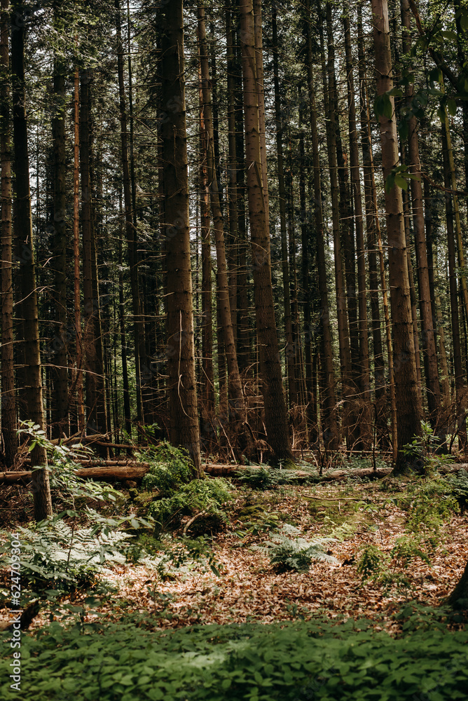 Tall coniferous trees in a forest with a sunny glade Tall coniferous trees in a forest with a sunny glade