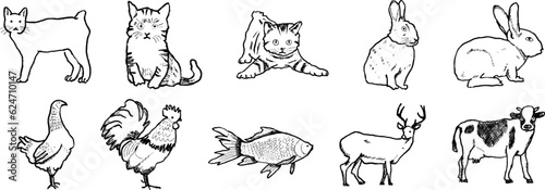 Hand Draw Animal Sketch Illustration