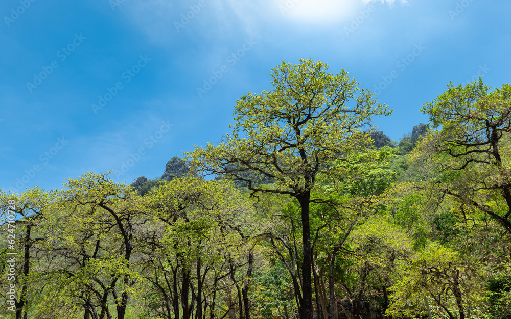 Fototapeta premium View of trees and Mountain National Forest, tree in the natural, the green plant on blue sky background, blue sky on the green tree. green leaves on the natural.