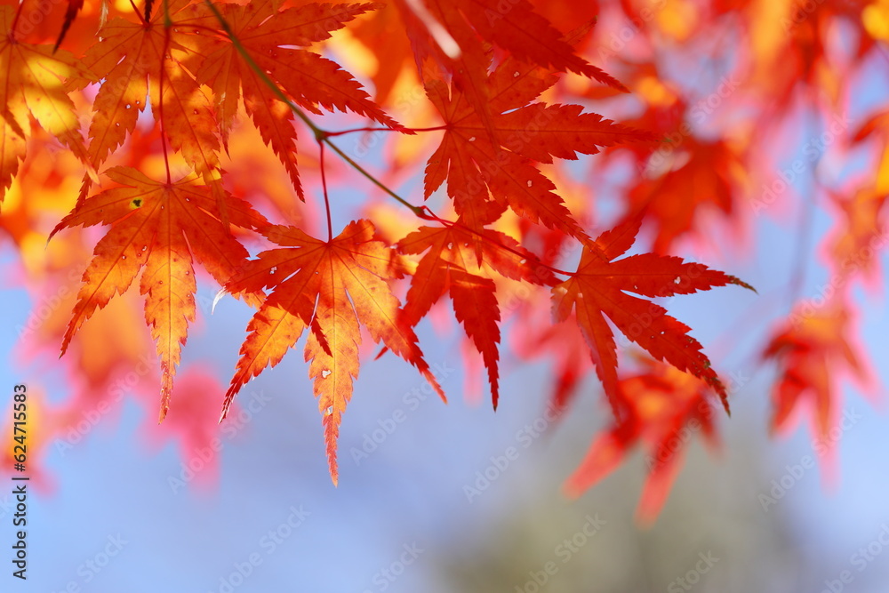 カエデの紅葉のクローズアップ