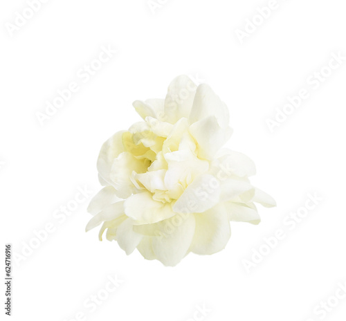 Thai jasmine white flower isolated on transparen png.This has clipping path. ( Jasmine photo stacked full depth field )