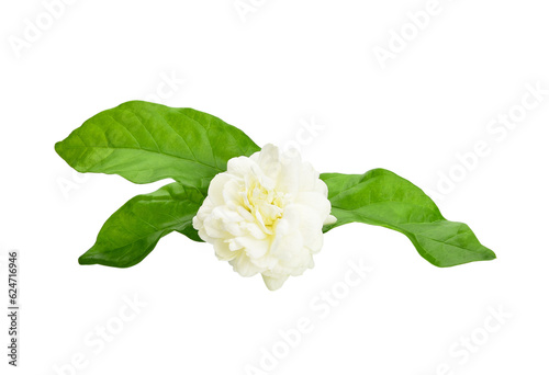 Thai jasmine white flower isolated on transparen png.This has clipping path.   Jasmine photo stacked full depth field  