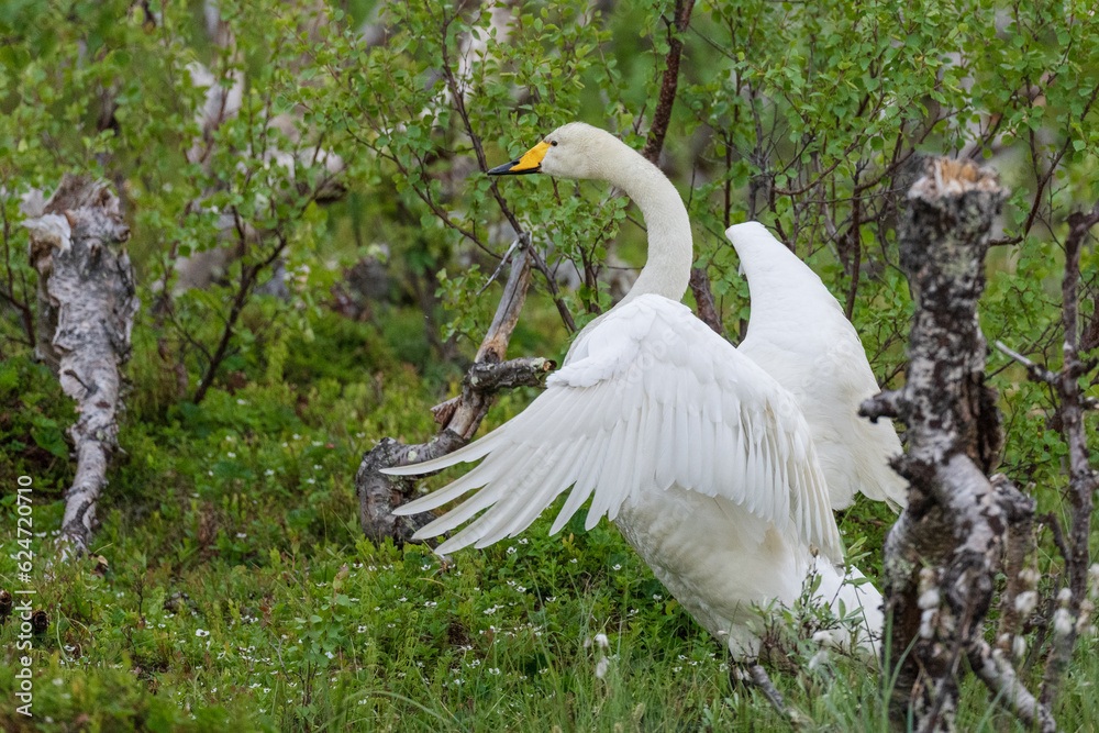 Obraz premium Whooper swan (Cygnus cygnus)