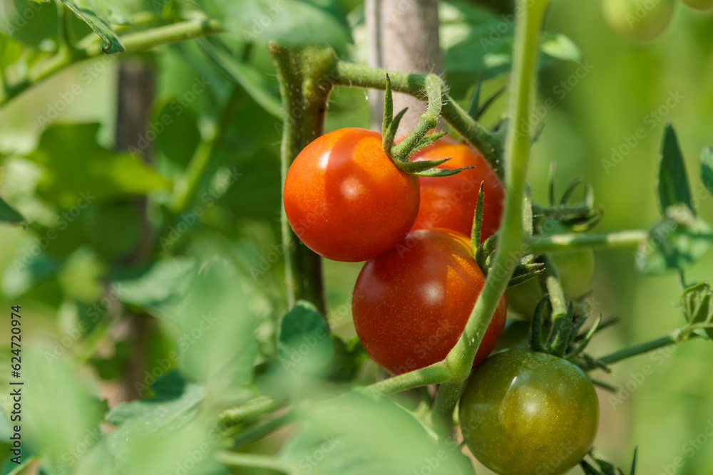 自家栽培のプチトマト