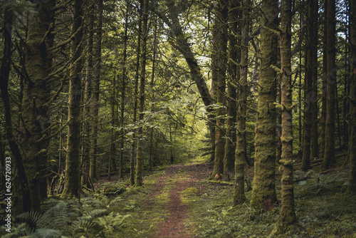 Fototapeta Naklejka Na Ścianę i Meble -  path in the galloway forest