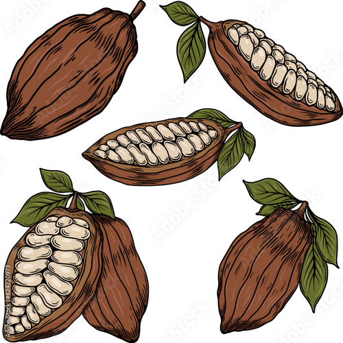 Cocoa pods and beans. Cacao bob. For packaging, cards, flayers