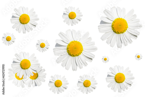 Seamless pattern with chamomile flowers on white background. Daisy or chamomile background.