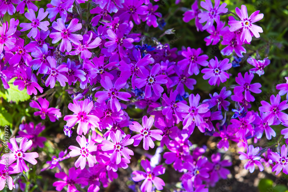 Bright pink flowers, natural background. Phlox subulata in bloom
