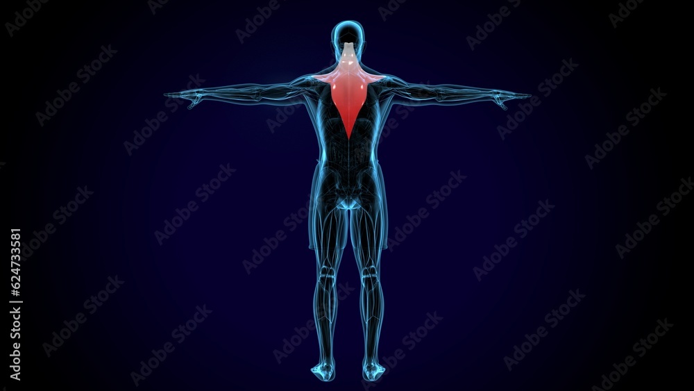 Trapezius Muscle anatomy . 3D illustration
