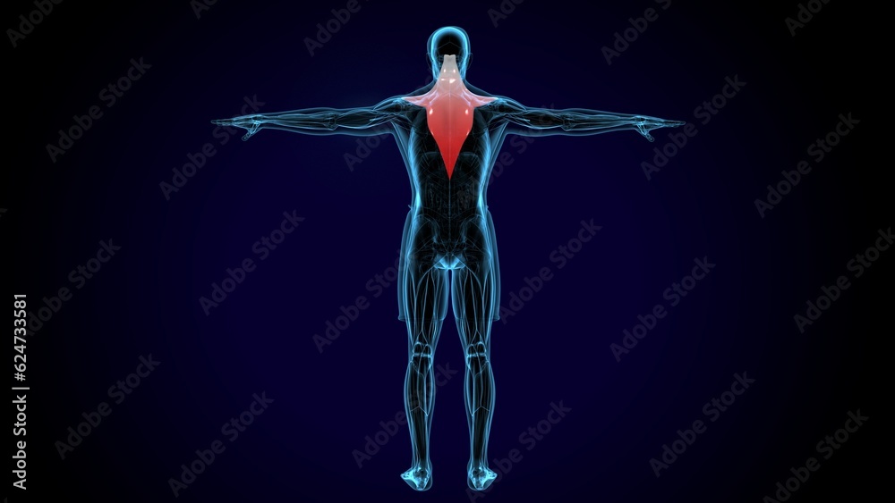 Obraz premium Trapezius Muscle anatomy . 3D illustration 