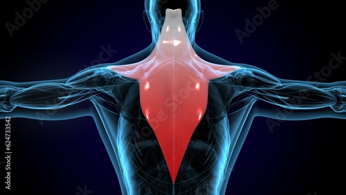 Trapezius Muscle anatomy . 3D illustration
 photo