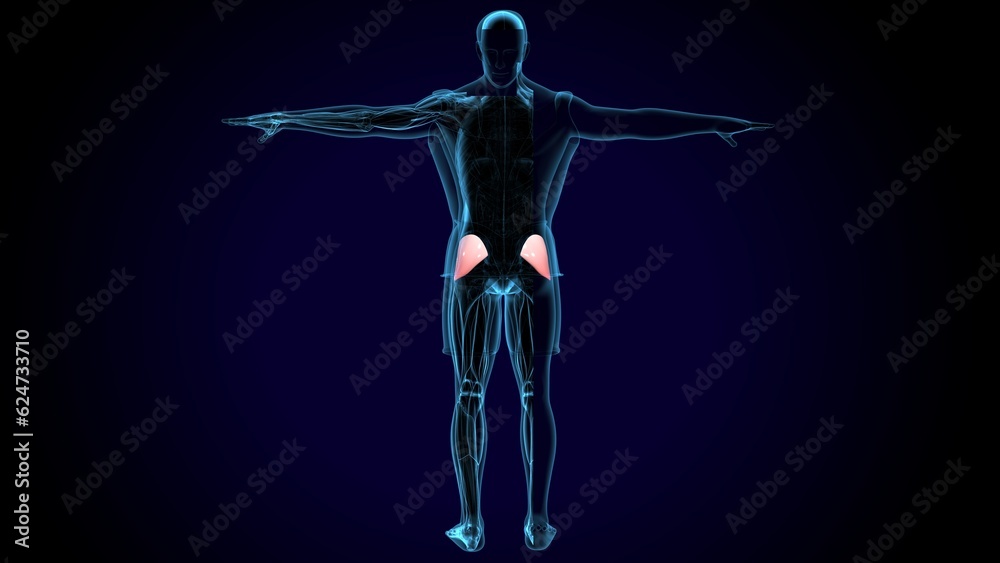 human gluteus maximus muscle anatomy system. 3d illustration