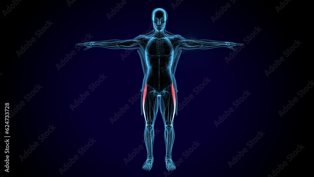 male human tibialis anterior muscle anatomy system. 3d illustration male human tibialis anterior muscle anatomy system. 3d illustration