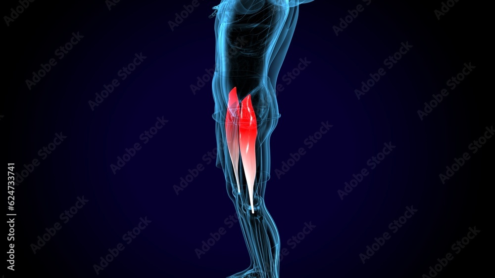 male human tibialis anterior muscle anatomy system. 3d illustration male human tibialis anterior muscle anatomy system. 3d illustration