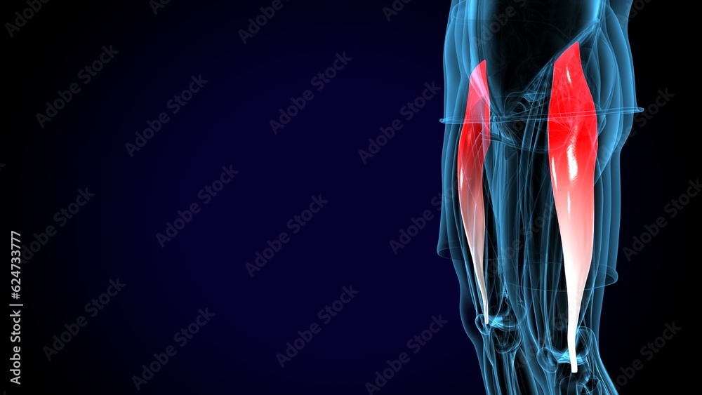 male human tibialis anterior muscle anatomy system. 3d illustration