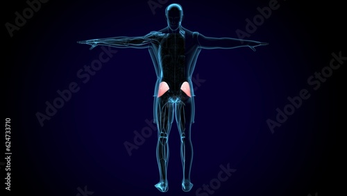 human gluteus maximus muscle anatomy system. 3d illustration © PIC4U