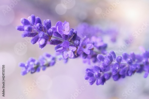 Macrophotography of Lavender flower in the garden. © Tunatura