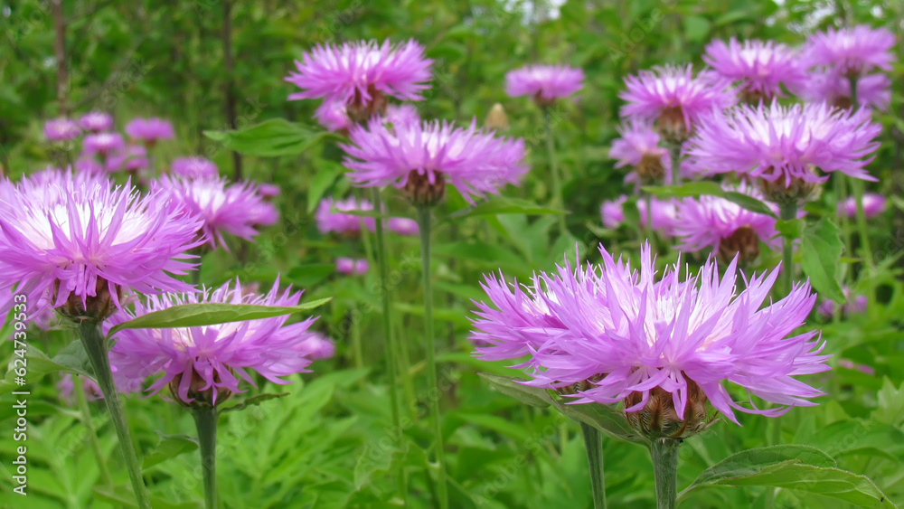 Obraz premium Persian Cornflower Centaurea dealbata background