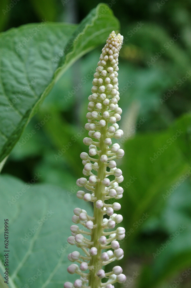 raisin d'amerique, Phytolacca decandra raisin d'amerique, Phytolacca decandra