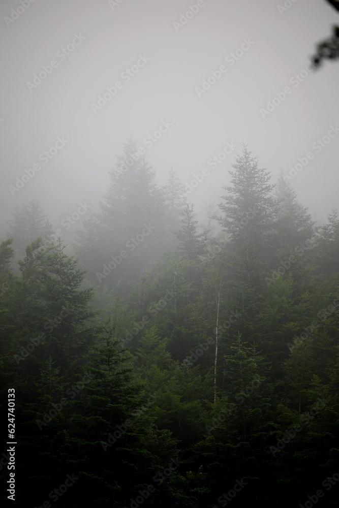 Forêt arbre brume brouillard nuage nature montagne