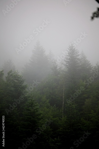 For  t arbre brume brouillard nuage nature montagne