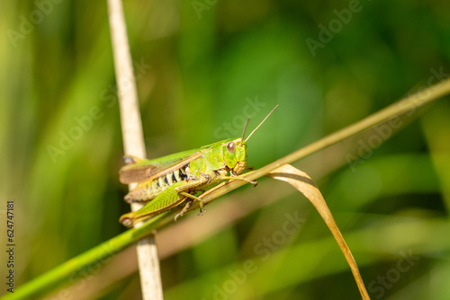 grasshopper on the grass macro shot