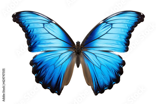 blue butterfly isolated on white background