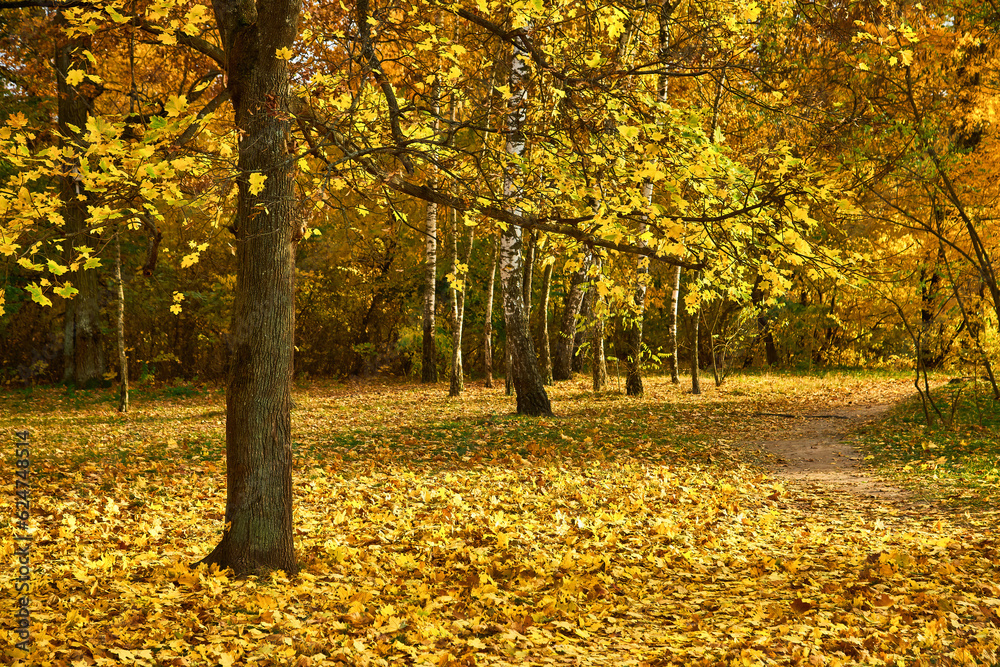 Beautiful autumn calm nature landscape.Sunny autumn scene with land covered by orange and red leaves in empty park.Concept of beauty of autumn nature. Beautiful autumn calm nature landscape.Sunny autumn scene with land covered by orange and red leaves in empty park.Concept of beauty of autumn nature.