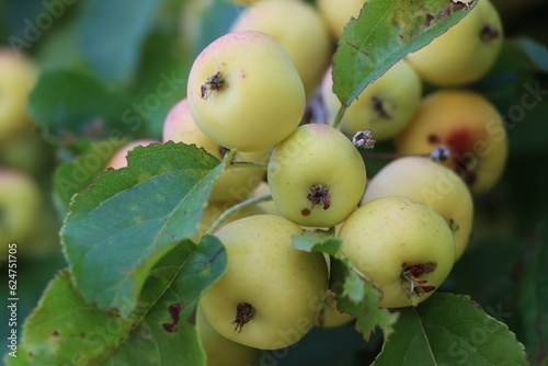 European Crab Apple Tree with green apples