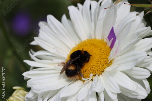 Buff-tailed Bumble bee on White Daisy