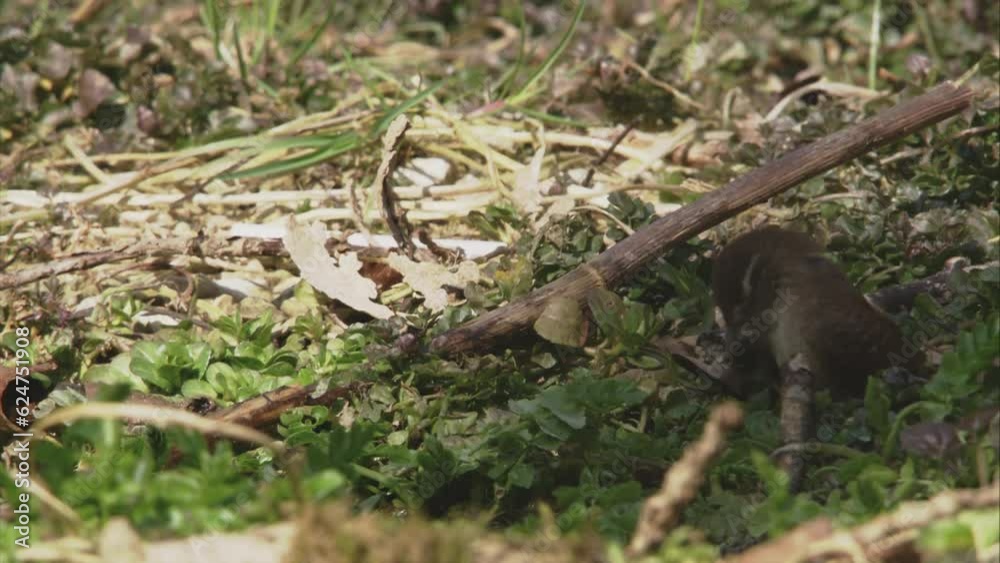 wren on the ground wren on the ground