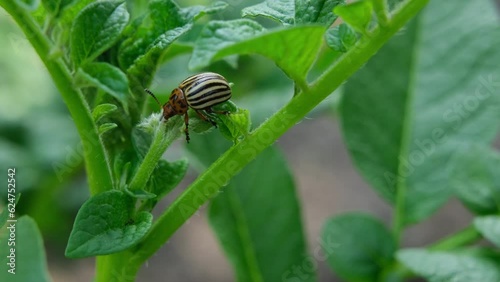 Close up of beetle crawling to potato plant leaves looking for best bite. photo