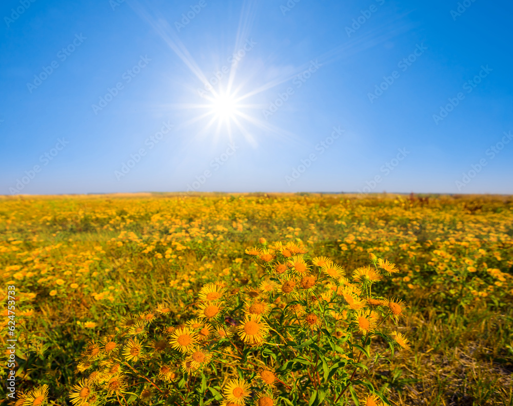 Obraz premium summer prairie with wild flowers at sunny day