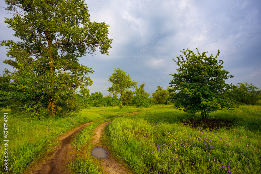 Fototapeta premium green forest glade with ground road at summer day