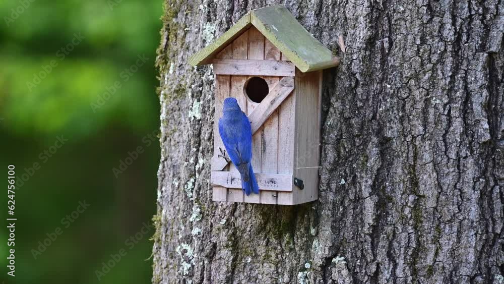 Male Eastern Bluebird tending the nest in a nest box Male Eastern Bluebird tending the nest in a nest box