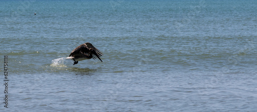 Pelican flapping its wings hard as it start to fly from floating on the water