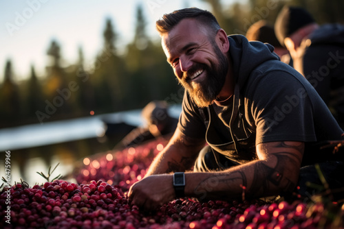 Blissful farmer is collecting cranberries at bog 