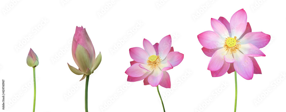 Pink waterlily or lotus flower and bud isolated on white background with clipping paths.