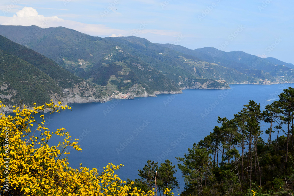 
View of four out of five of the cinque terre villages in Liguria, Italy with yellow blossoming flowers in foreground during springtime