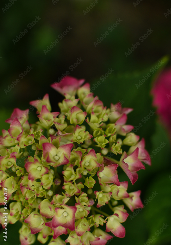 Obraz premium pink and green plant