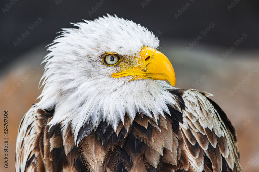 Obraz premium bald eagle face portrait(Haliaeetus leucocephalus) looking to the right with rocky background
