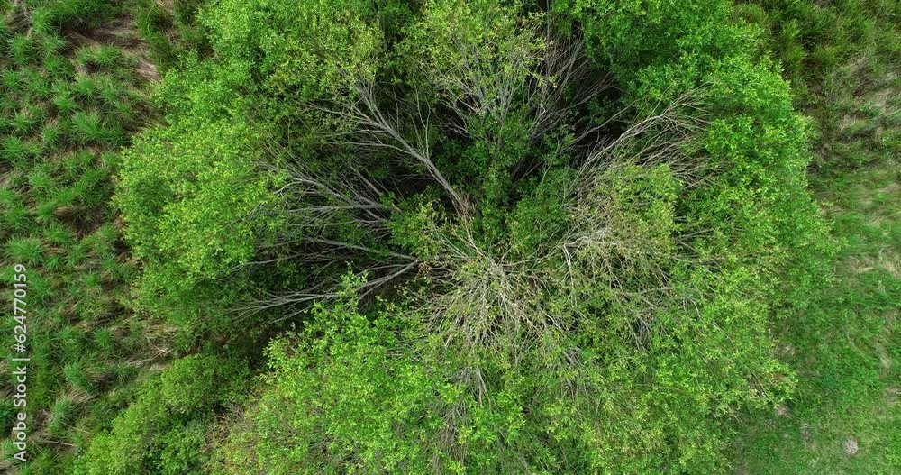 Rising above a large and lush Willow bush on a late spring meadow in Estonia, Northern Europe Rising above a large and lush Willow bush on a late spring meadow in Estonia, Northern Europe