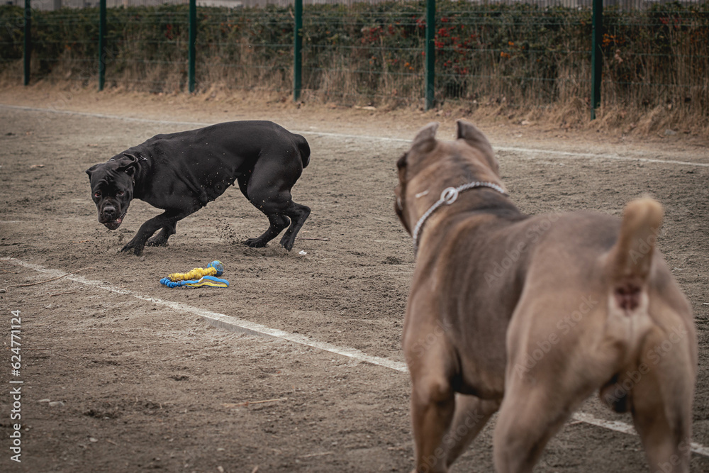 frame in motion. Two Cane Corsos are playing outdoors. Large dog breeds. Italian dog Cane Corso. Dog games.