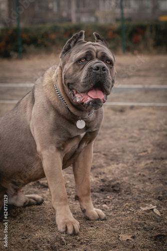 Cane Corso portrait. Cane Corso sitting outdoors. Large dog breeds. Italian dog Cane Corso. The courageous look of a dog. Formentino color.
