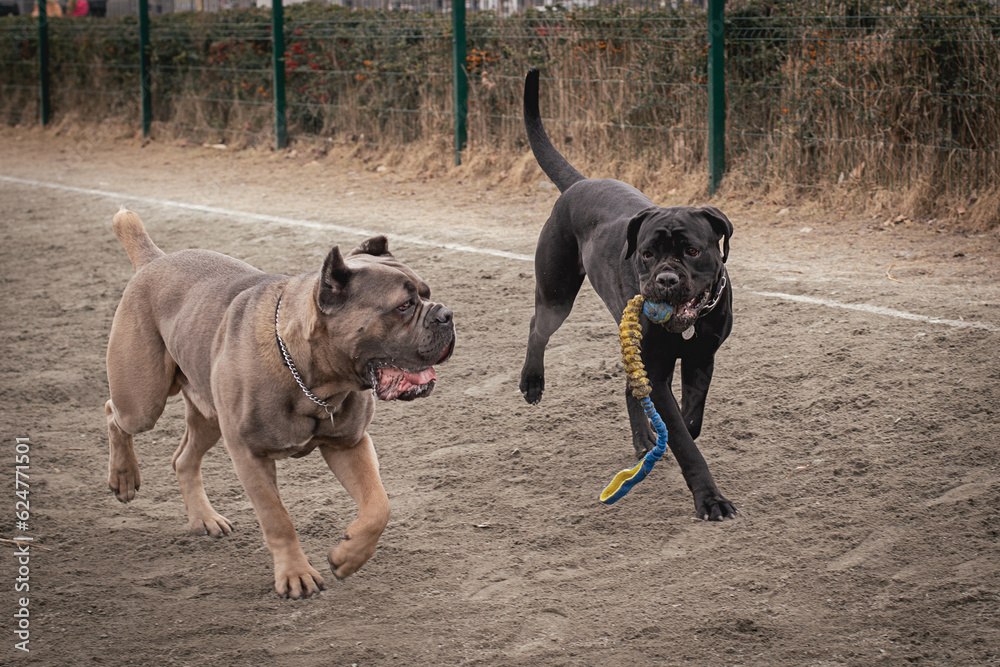 frame in motion. Two Cane Corsos are playing outdoors. Large dog breeds. Italian dog Cane Corso