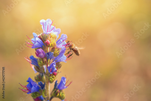 A bee collects honey on summer flowers on a bright sunny day. Summer bright background. Selective focus
