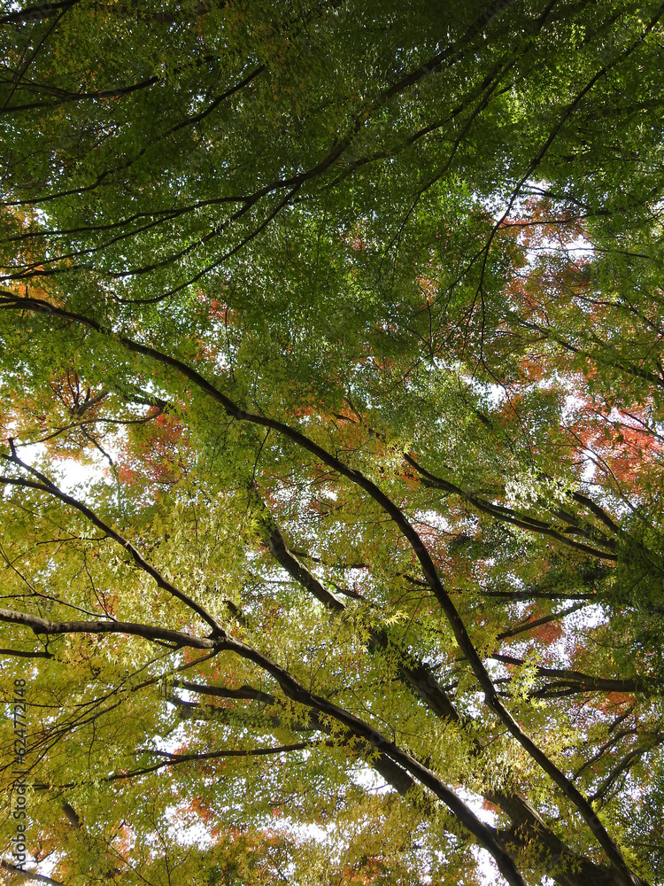 Fototapeta premium 張り巡らされたパイプライン