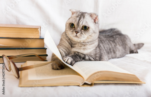 Cute cat plays with glasses and open books close up