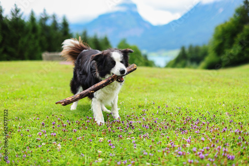 male black and white dog carries a stick in his teeth